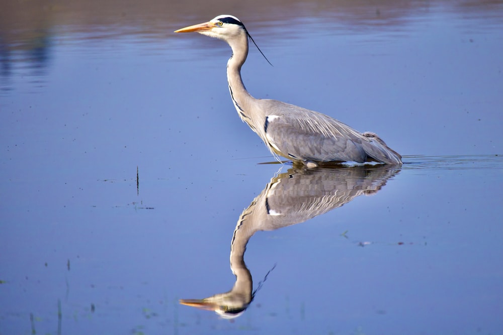 a bird is standing in the water with its reflection