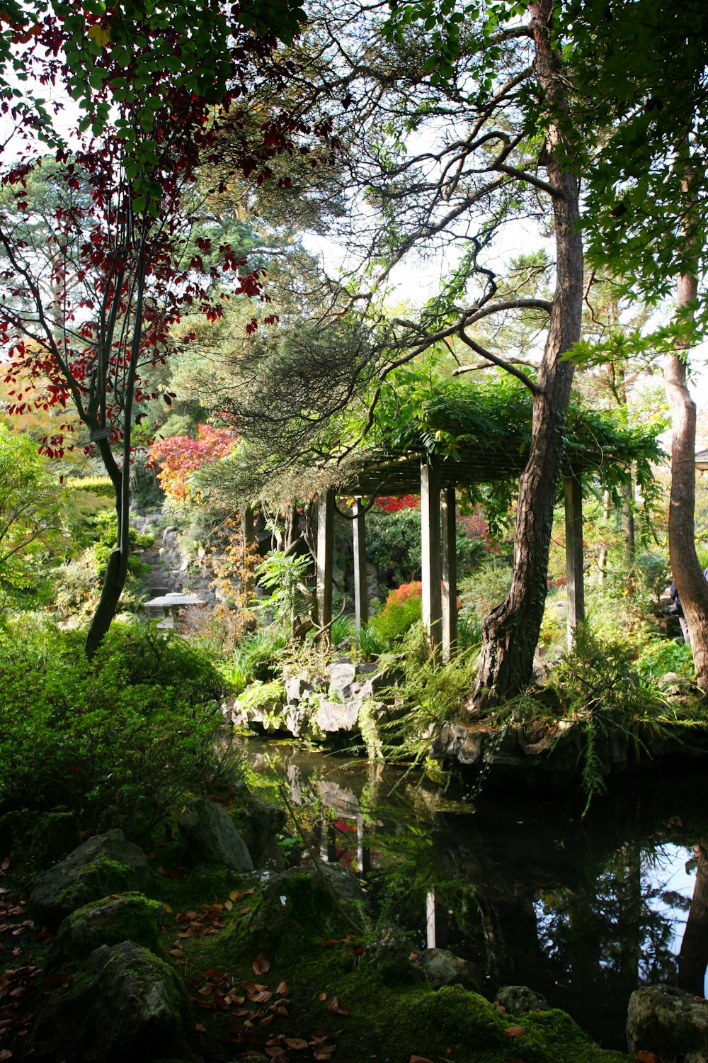 a pond surrounded by trees in a forest