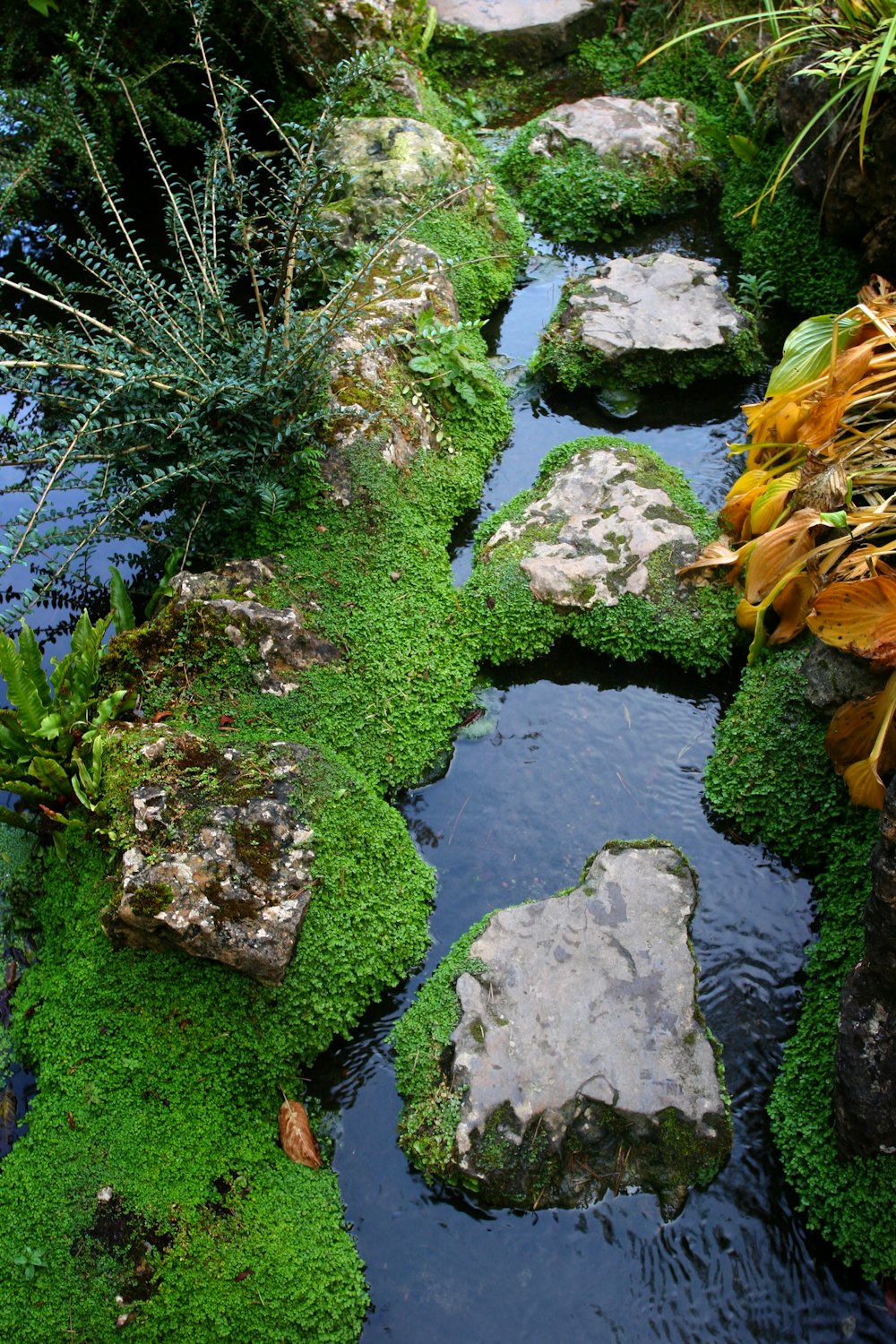 a small stream running through a lush green garden