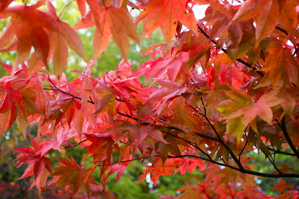 un albero con le foglie rosse in autunno