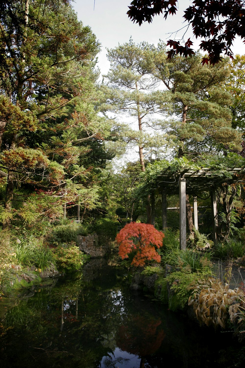 a small pond surrounded by trees and bushes
