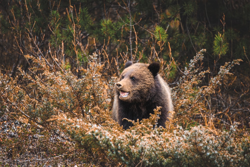 a large brown bear walking through a forest