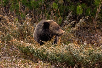 A bear is situated among dense forest vegetation, surrounded by various types of green and brown bushes and shrubs. The bear appears to be alert or observing its surroundings, with its head turned slightly to the side. The background consists of a mix of evergreen branches and dry twigs.