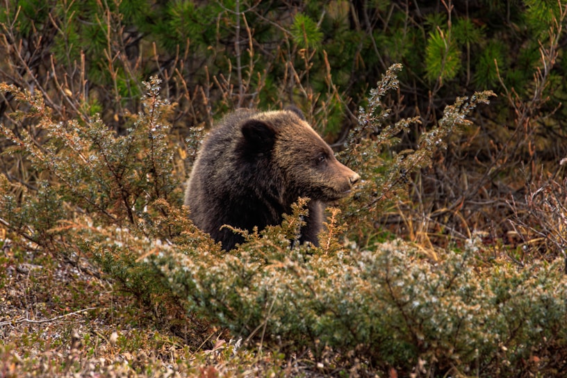 A bear is situated among dense forest vegetation, surrounded by various types of green and brown bushes and shrubs. The bear appears to be alert or observing its surroundings, with its head turned slightly to the side. The background consists of a mix of evergreen branches and dry twigs.