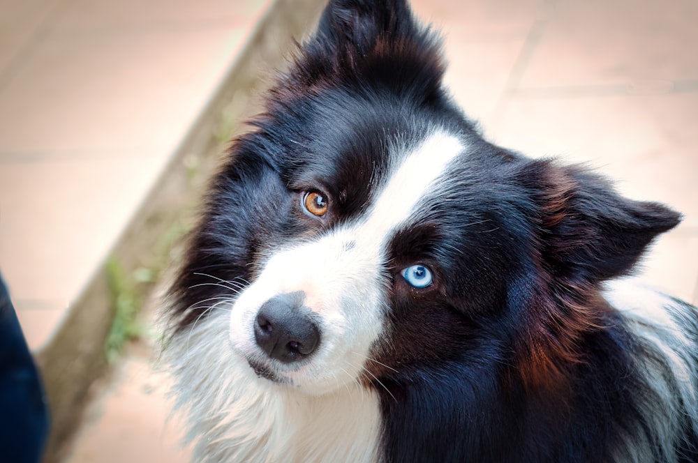 a black and white dog with blue eyes looking up