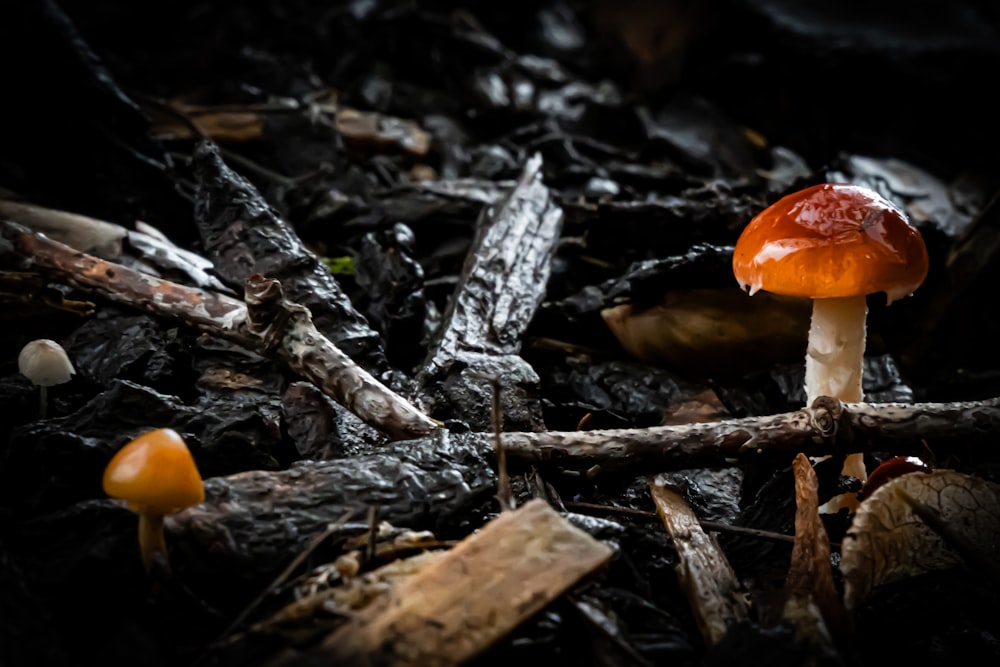 a group of mushrooms sitting on top of a forest floor