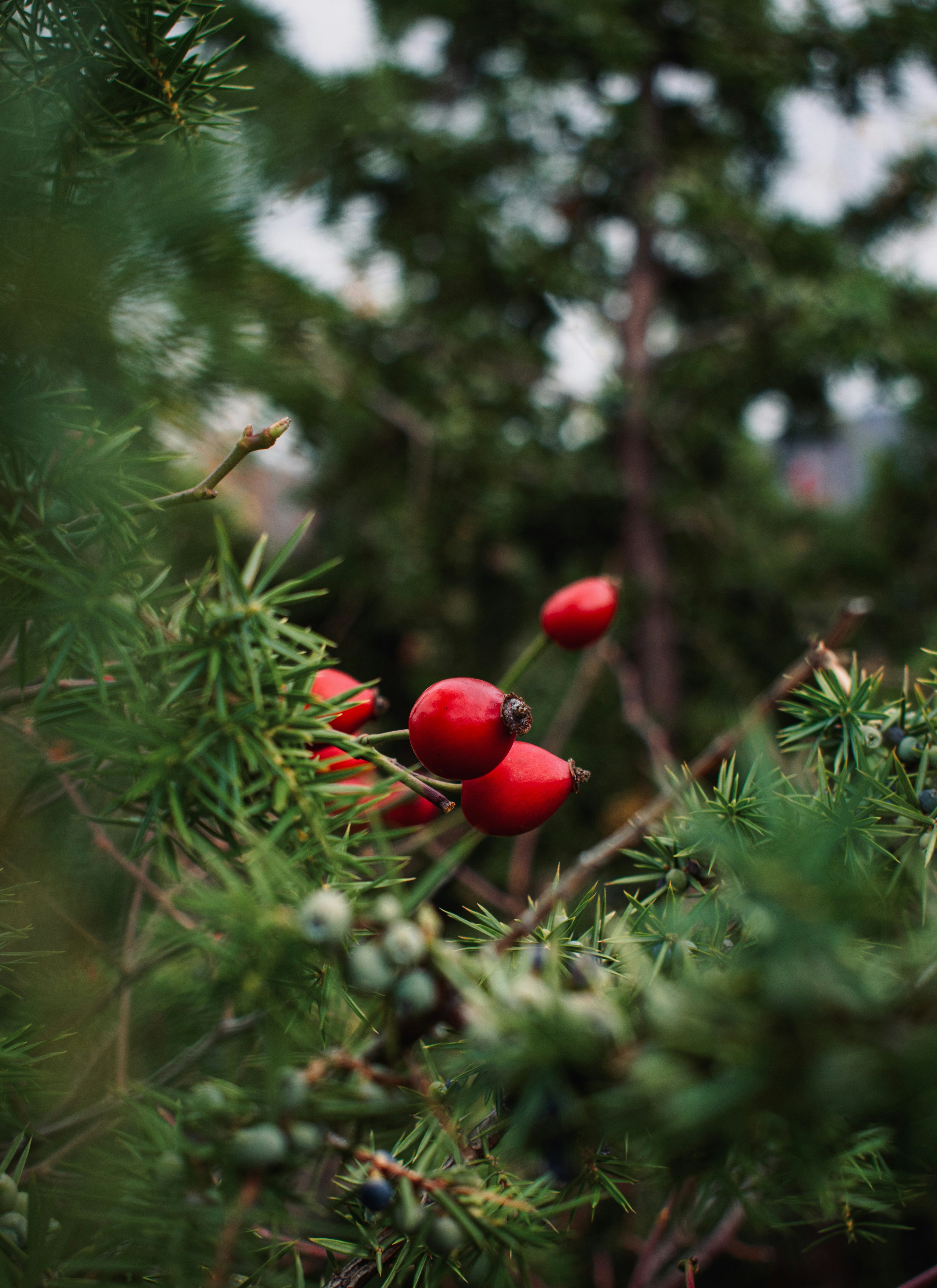 Photo by raluca_cotoara