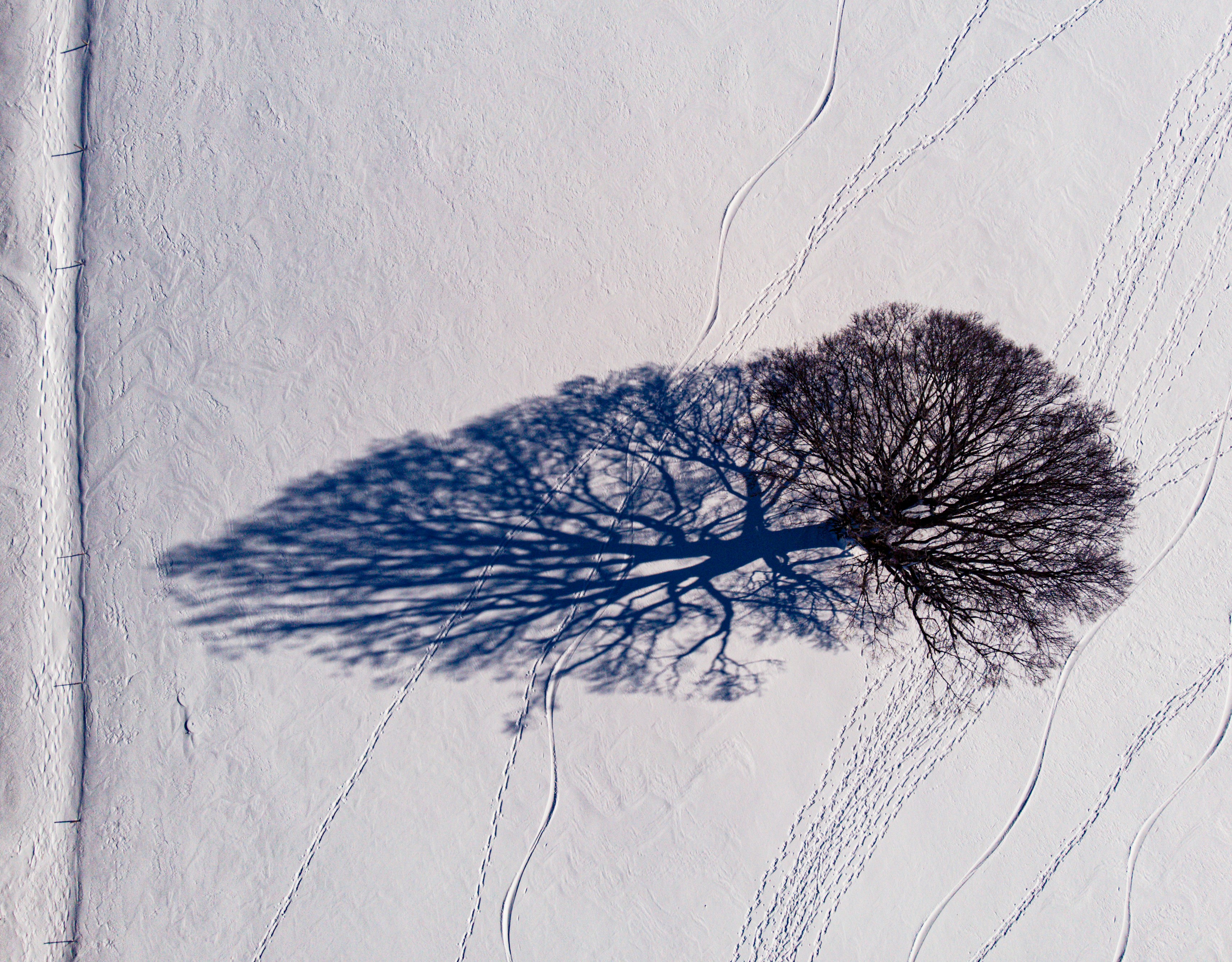 A surreal image of a tree with its roots reaching for the sky and its branches digging into the ground, representing a unique perspective on life.