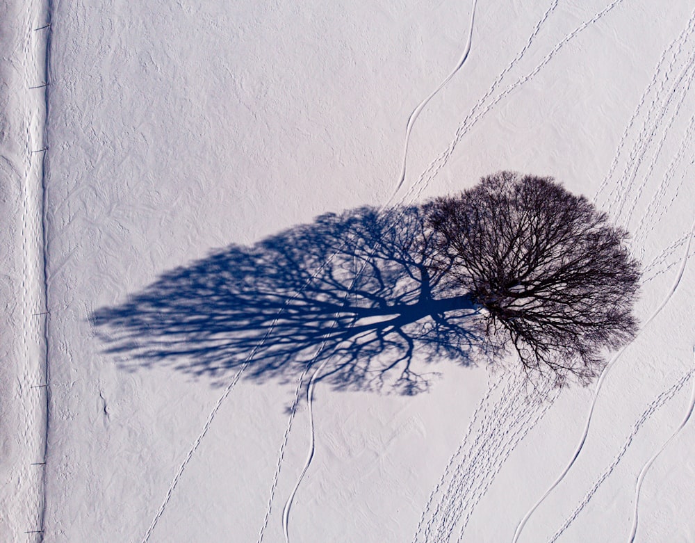 Un árbol proyecta una sombra sobre la nieve