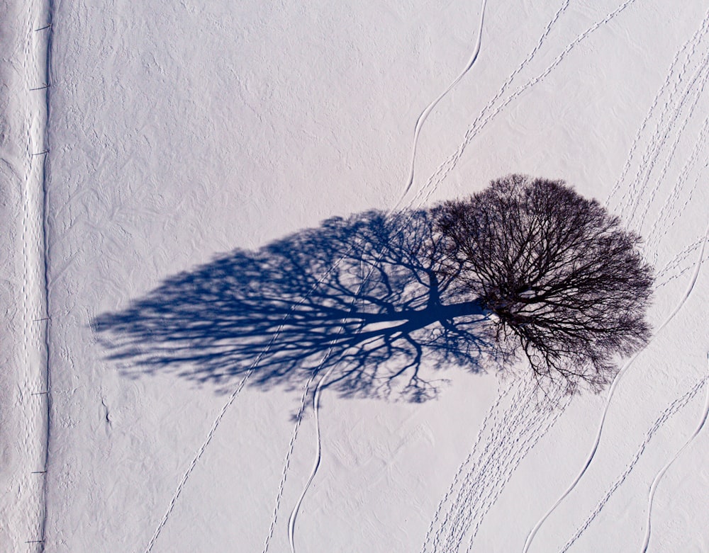 a tree casts a shadow on the snow