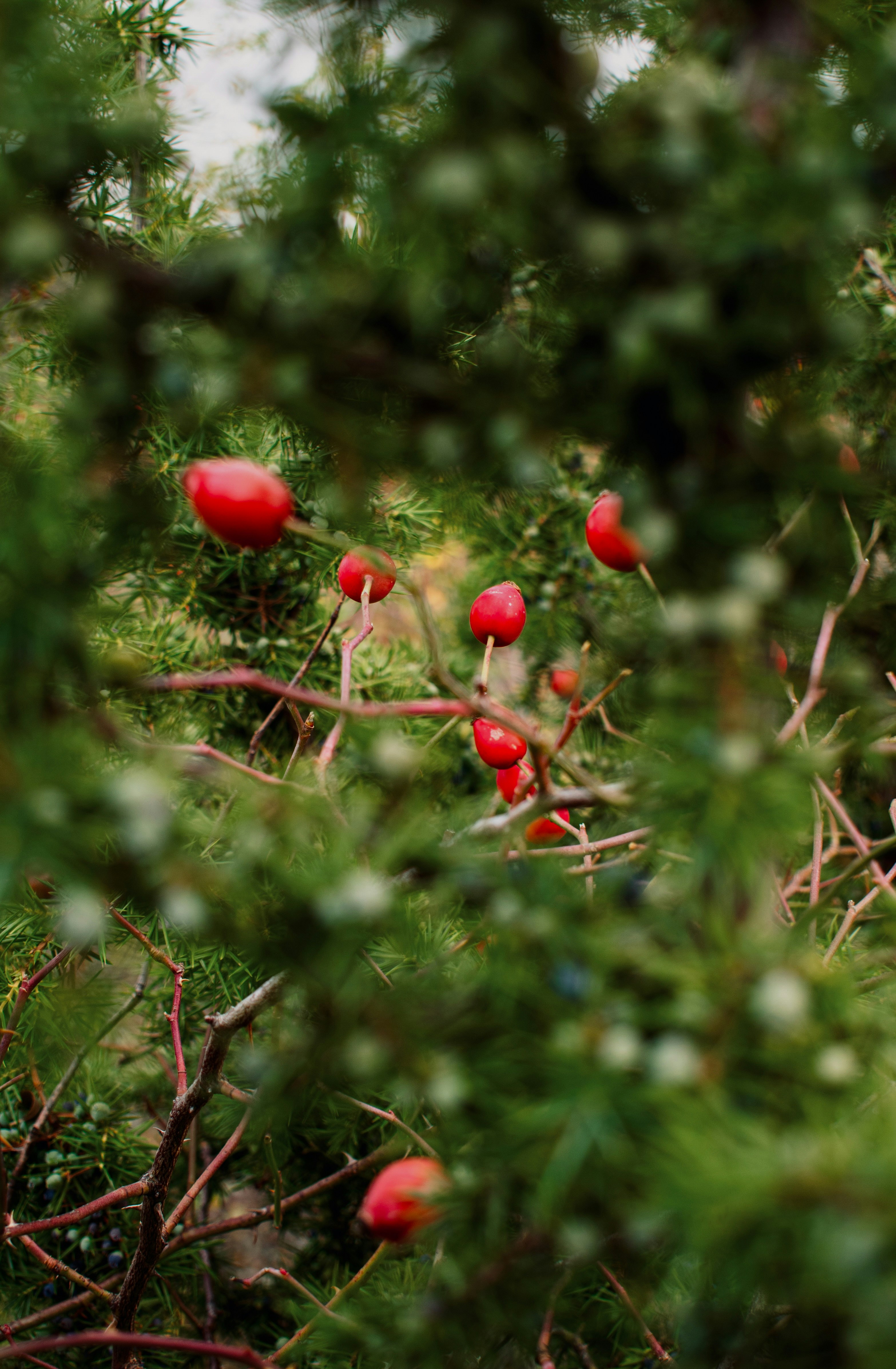 Photo by raluca_cotoara