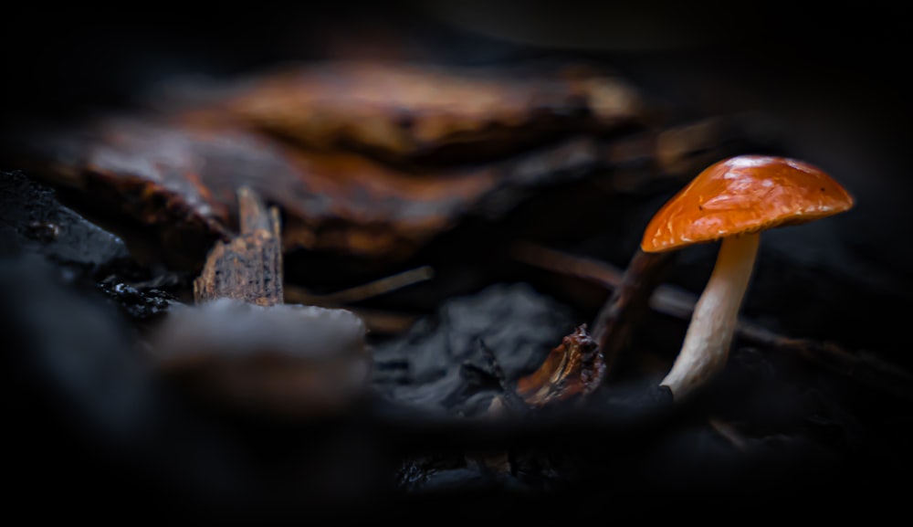 a close up of a mushroom on the ground