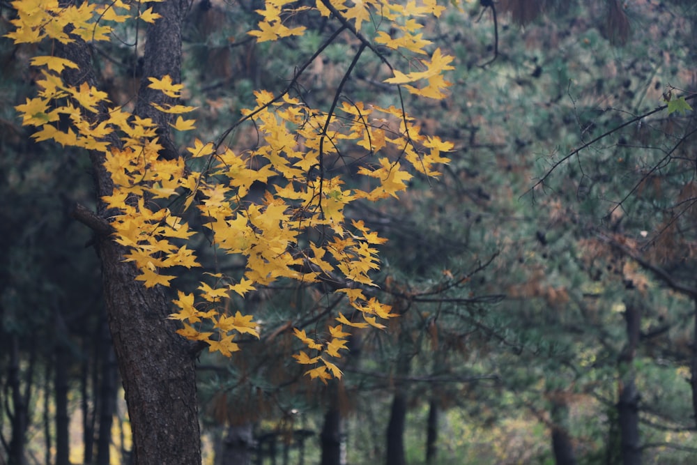 uma árvore com folhas amarelas em uma floresta