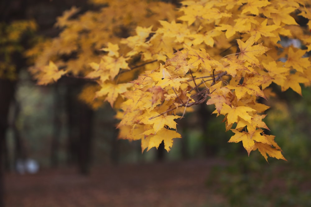 a close up of a tree with yellow leaves