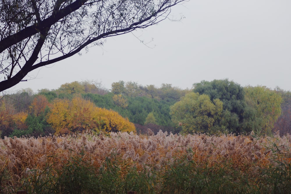 a field of tall grass with trees in the background