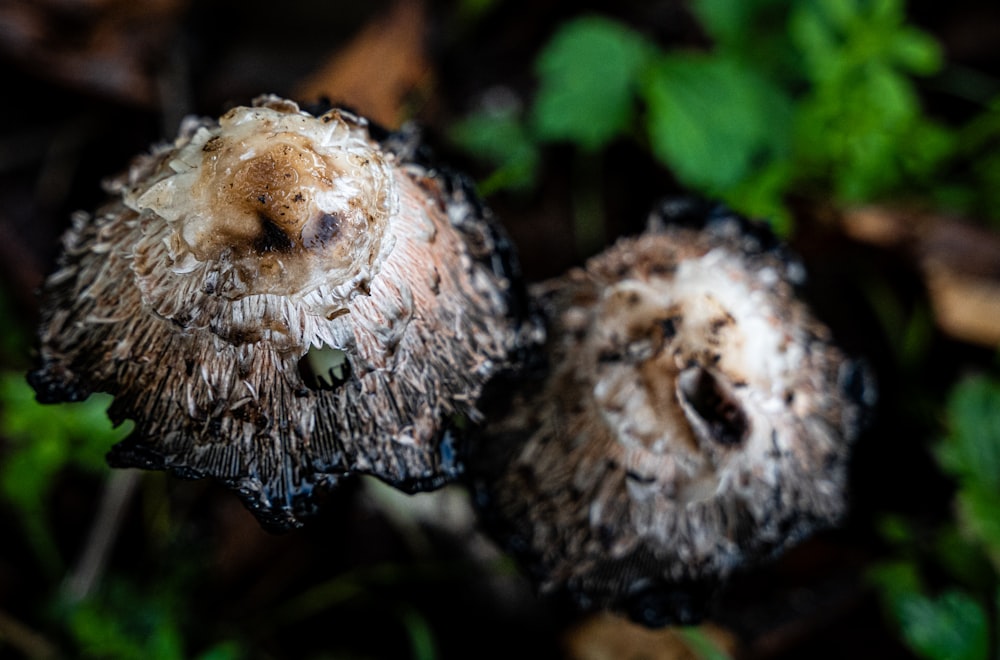 a couple of mushrooms that are on the ground