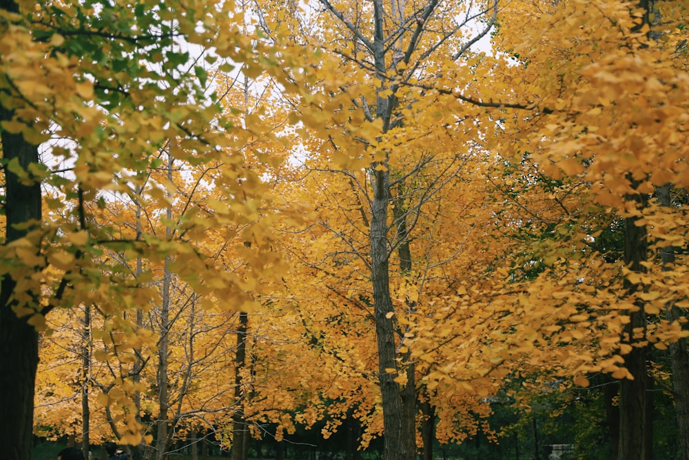 a couple of people walking down a street next to trees with yellow leaves