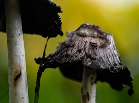 Photo 1699106834158 32ee8c60d14d?q=85&w=275&h=400&fit=crop