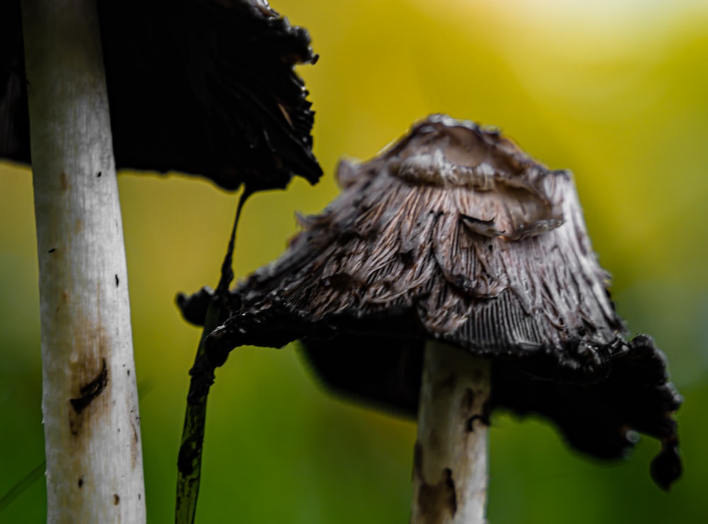 a close up of a mushroom on a tree