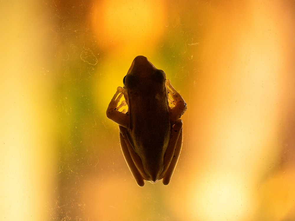 a frog sitting on top of a window sill