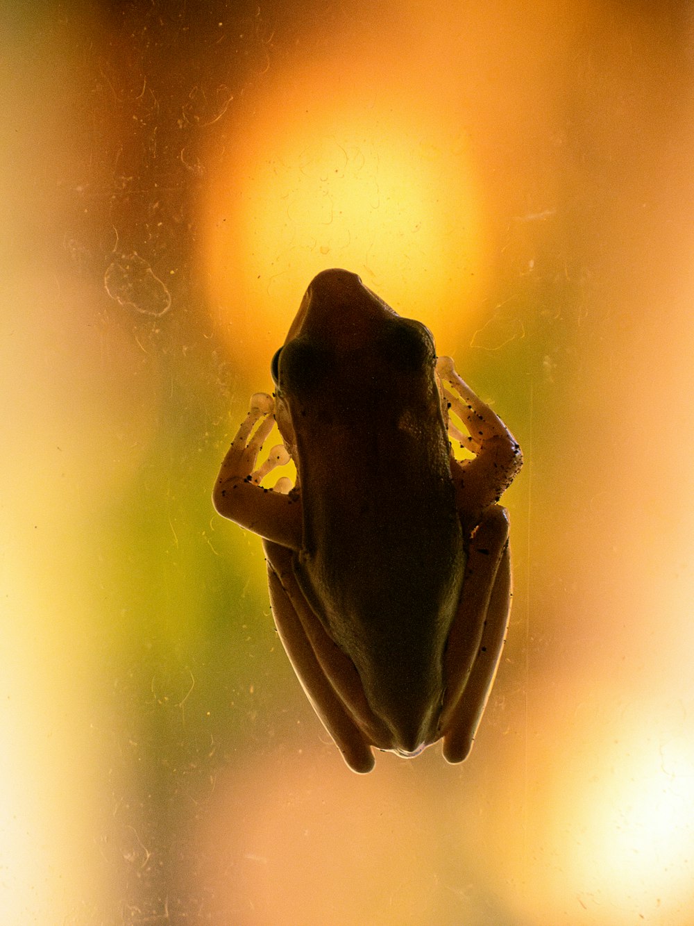 a frog sitting on top of a window sill