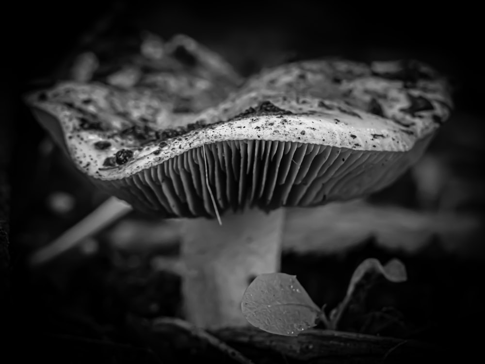 a black and white photo of a mushroom