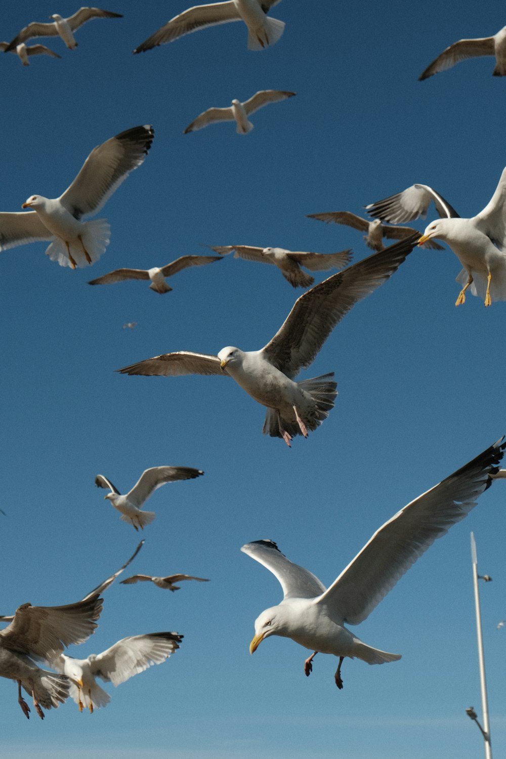 a flock of seagulls flying through a blue sky