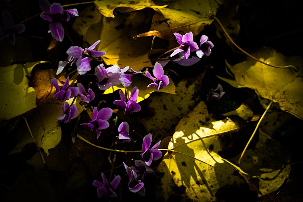 ein Strauß lila Blumen, die auf dem Boden liegen