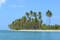 A tranquil beach with palm trees, symbolizing the Virgin Islands.