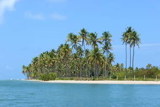 A tranquil beach with palm trees, symbolizing the Virgin Islands.