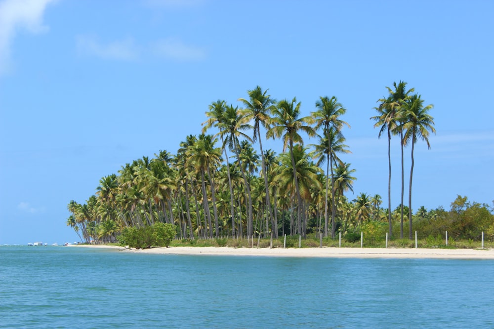 palm trees line the shoreline of a tropical island