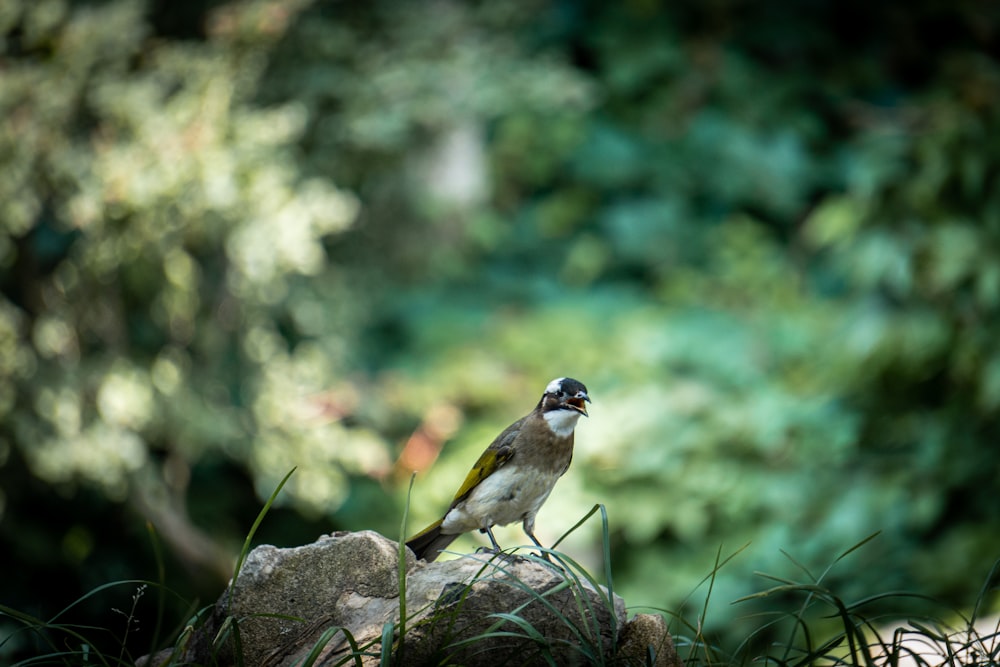 a small bird sitting on a rock in the grass