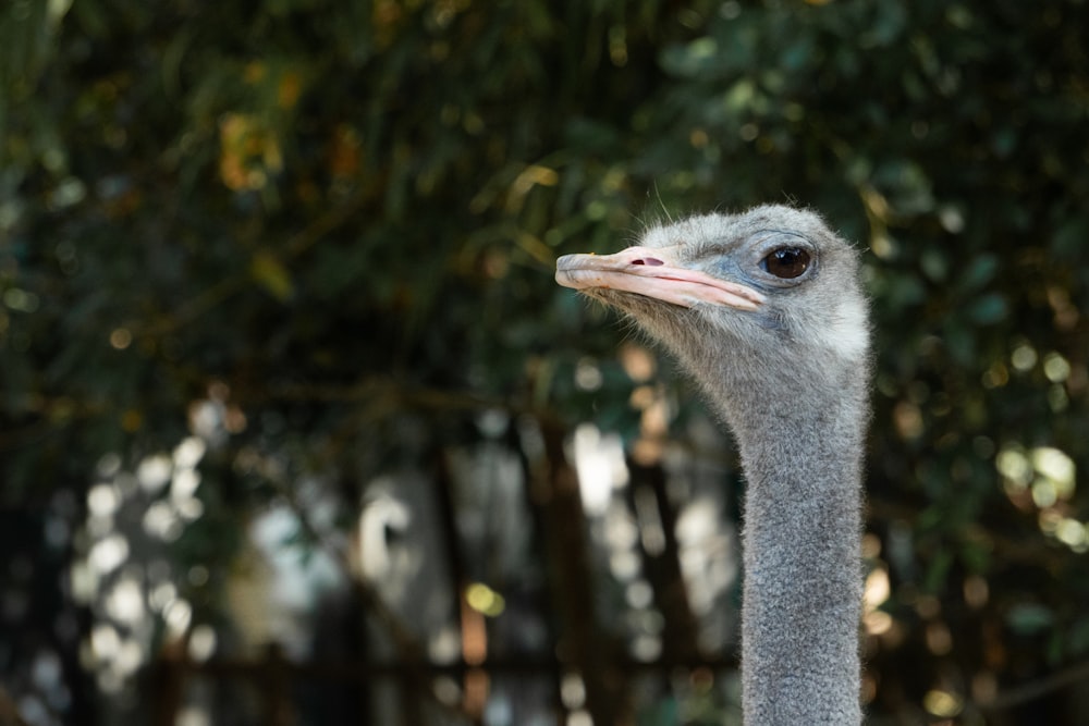 an ostrich is standing in front of some trees