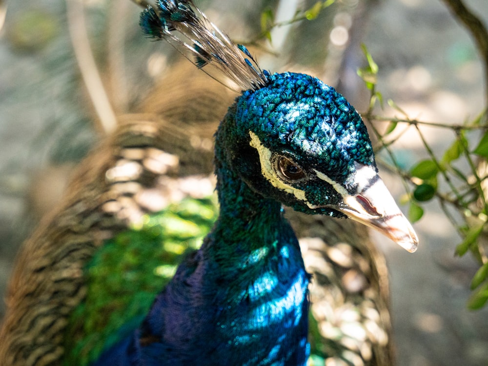 a peacock standing next to a tree filled with leaves