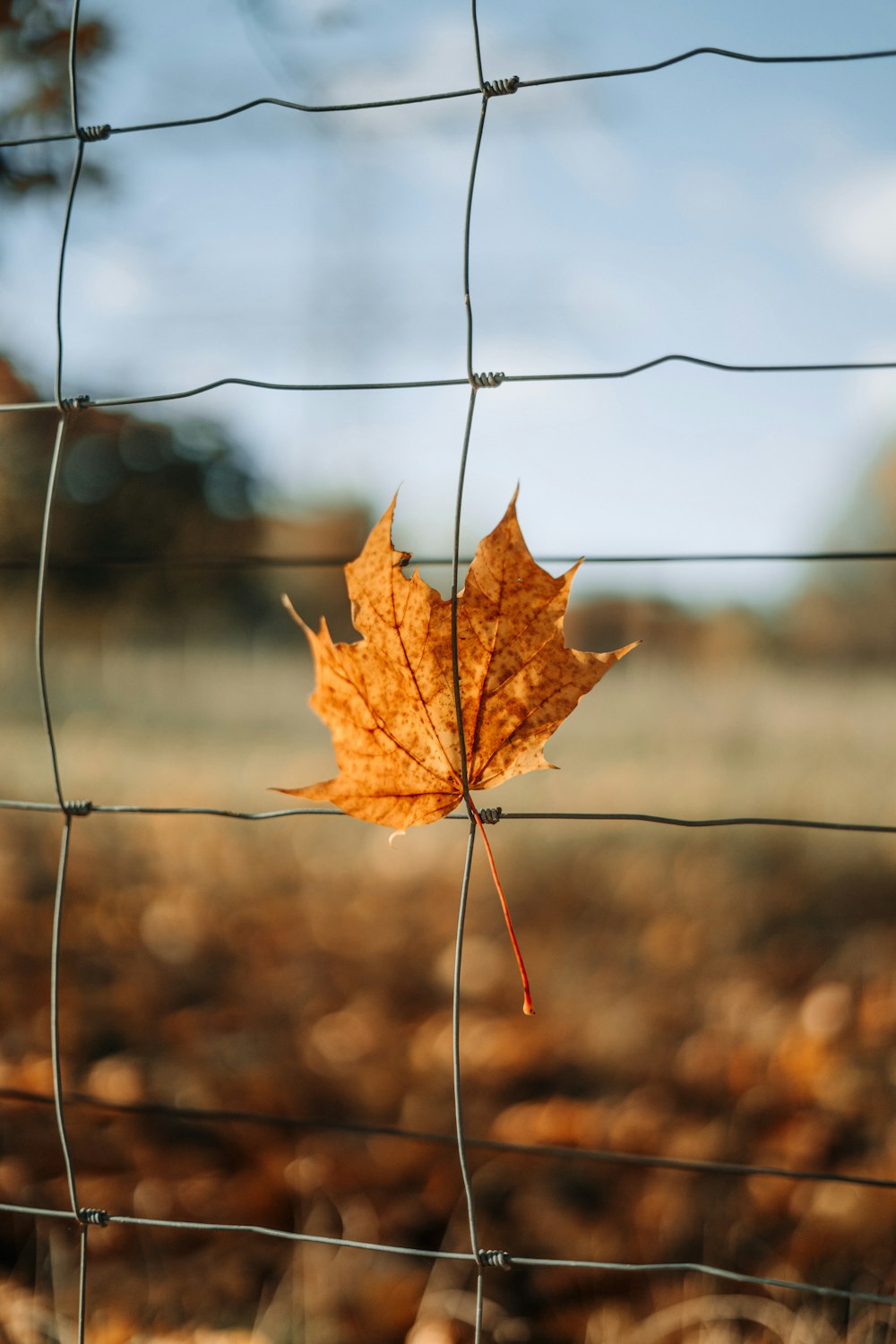 a leaf is hanging on a wire fence