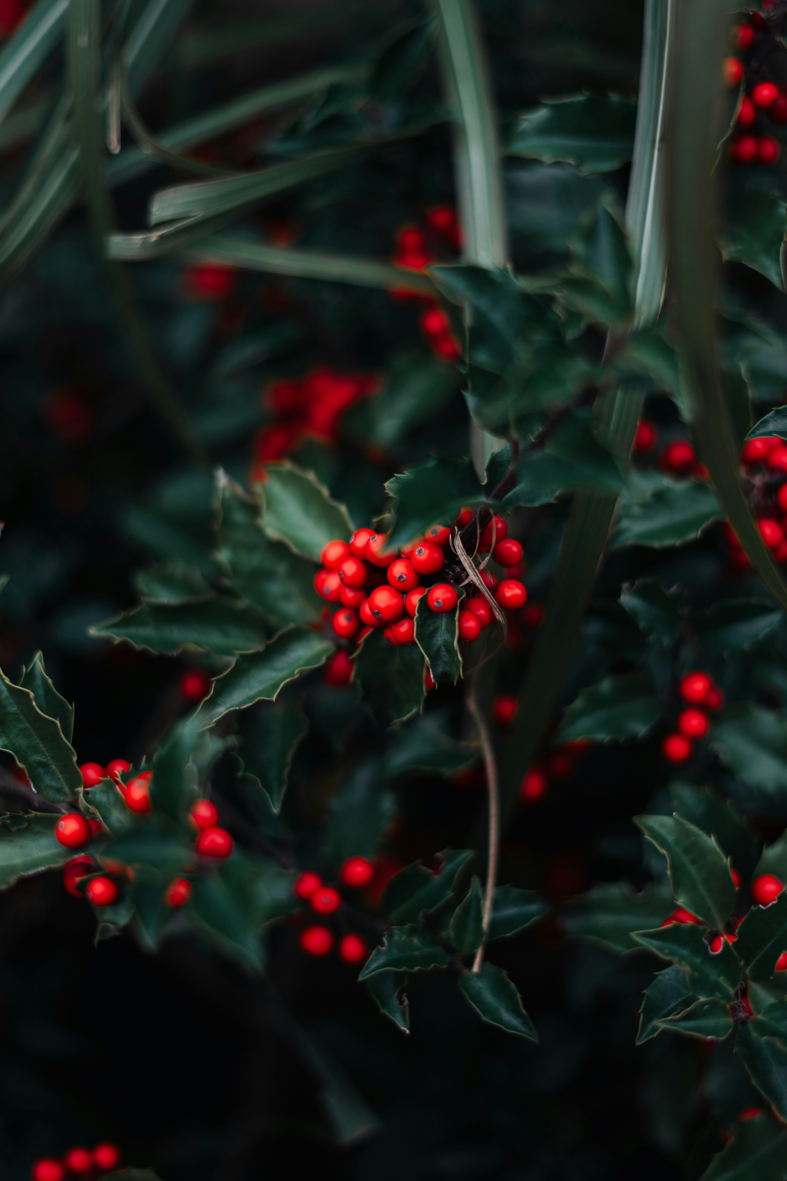 Photo by robert_lens