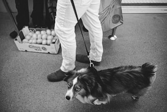 A black and white photograph showing a person in white pants standing with a dog on a leash. The dog has a fluffy coat and is looking up with a curious expression. In the background, there is a box filled with citrus fruits placed on the floor, and a shopping bag hanging near the person's leg.