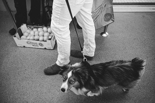 A black and white photograph showing a person in white pants standing with a dog on a leash. The dog has a fluffy coat and is looking up with a curious expression. In the background, there is a box filled with citrus fruits placed on the floor, and a shopping bag hanging near the person's leg.