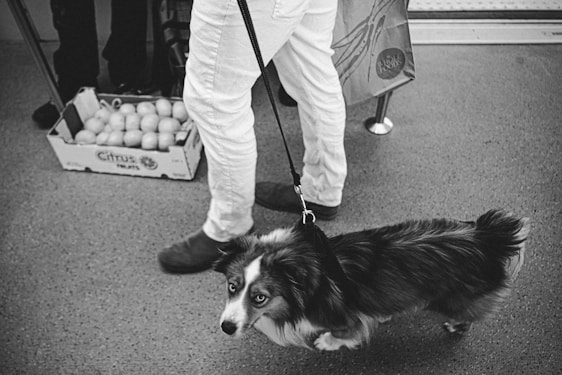 A black and white photograph showing a person in white pants standing with a dog on a leash. The dog has a fluffy coat and is looking up with a curious expression. In the background, there is a box filled with citrus fruits placed on the floor, and a shopping bag hanging near the person's leg.