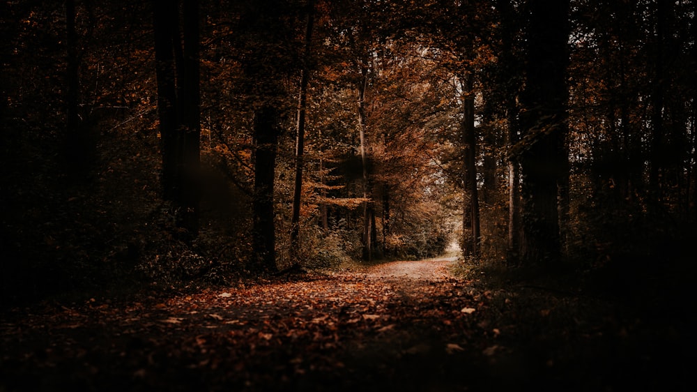 un chemin au milieu d’une forêt avec beaucoup de feuilles au sol