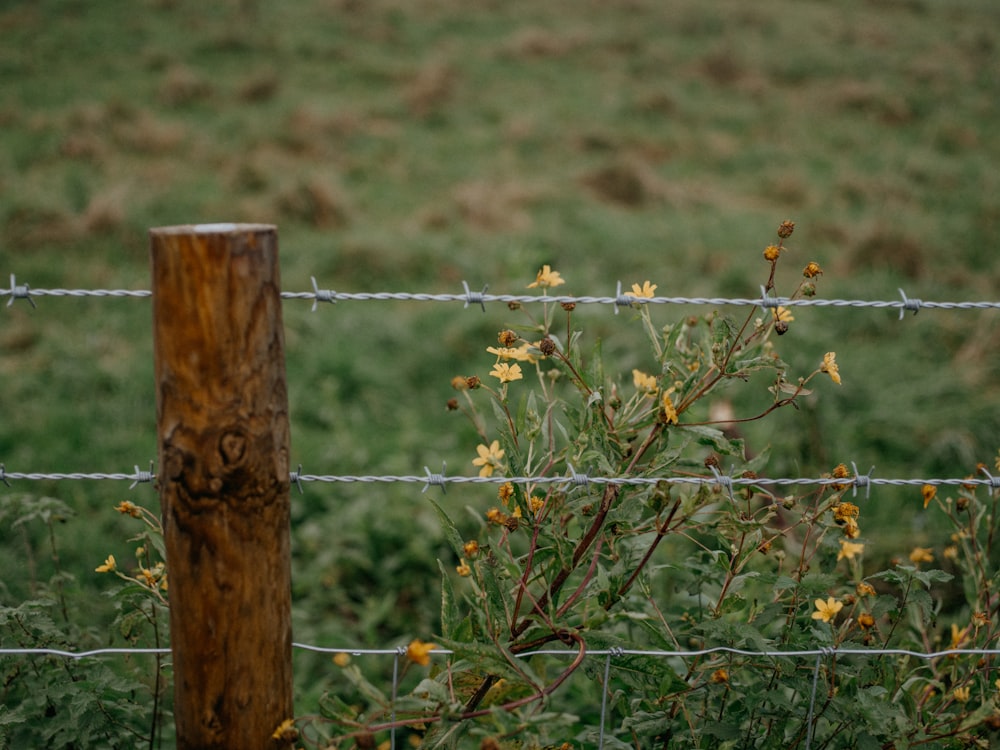 a fence with a wooden post in front of a grassy field