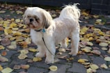 A small, fluffy dog stands on a paved surface covered with yellow and brown fallen leaves. The dog has a light-colored coat, a slightly darker face, and is wearing a blue collar. It is on a black leash.