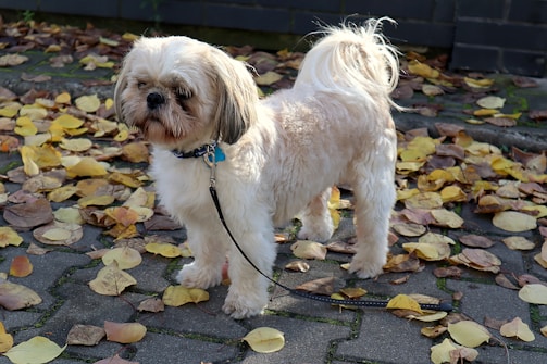 A small, fluffy dog stands on a paved surface covered with yellow and brown fallen leaves. The dog has a light-colored coat, a slightly darker face, and is wearing a blue collar. It is on a black leash.