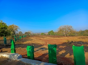 An open landscape with a clear blue sky, featuring rows of young trees wrapped in green fabric for protection. The area is dry and scattered with sparse vegetation, with a few mature trees in the background.