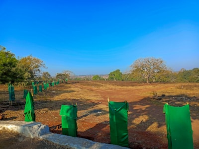 An open landscape with a clear blue sky, featuring rows of young trees wrapped in green fabric for protection. The area is dry and scattered with sparse vegetation, with a few mature trees in the background.