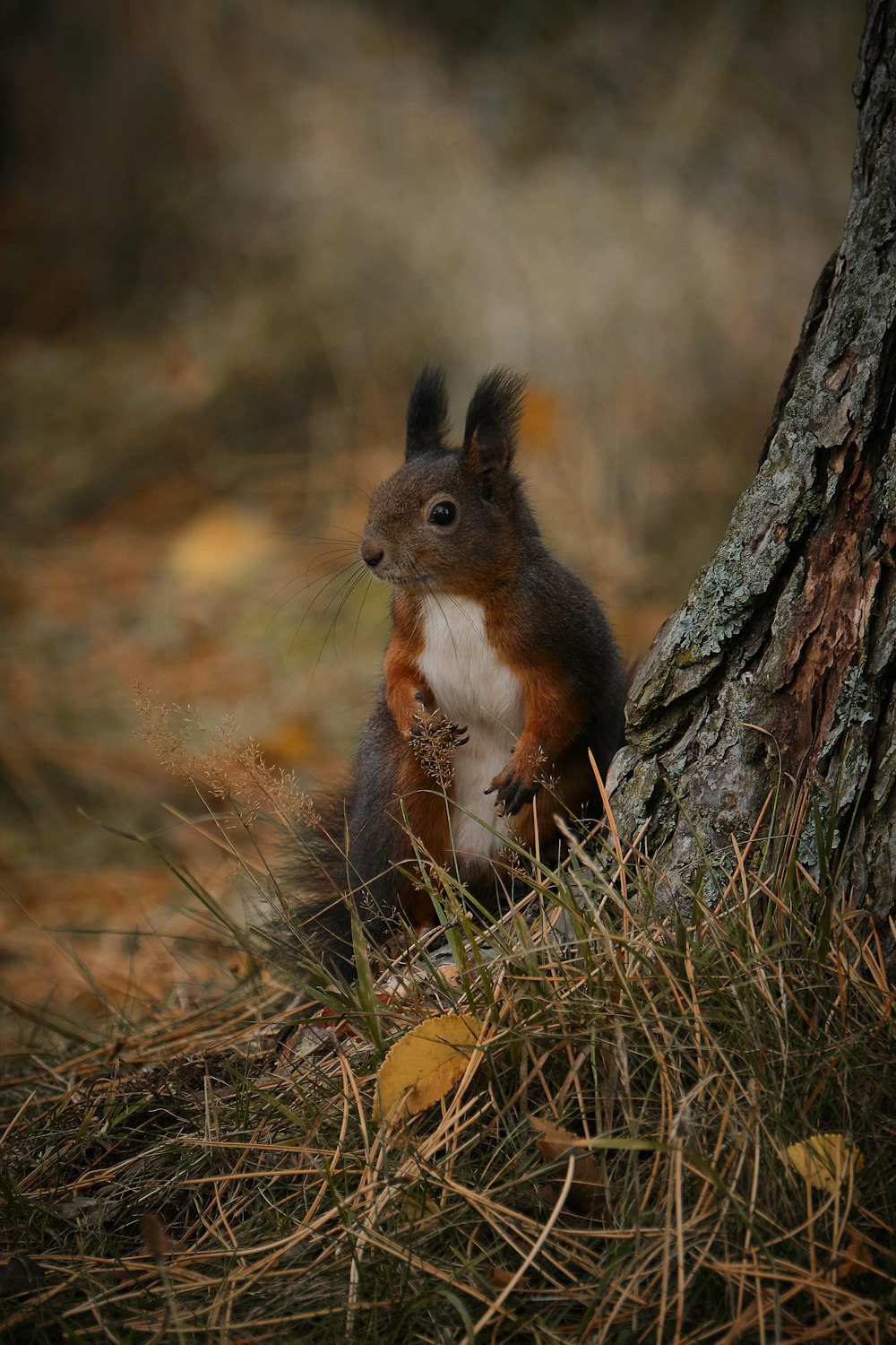 a squirrel is standing next to a tree