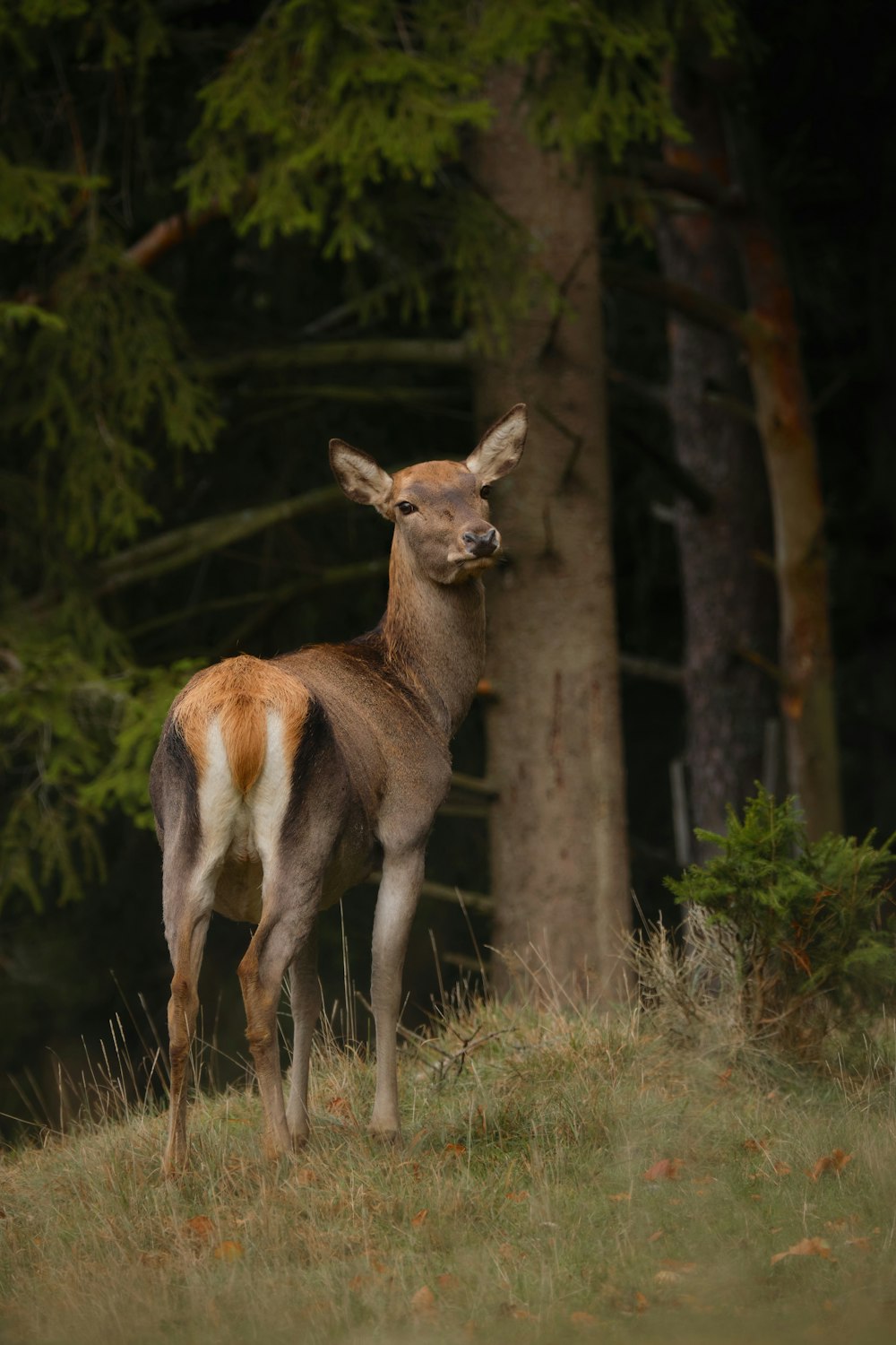 un ciervo parado en un campo junto a un bosque