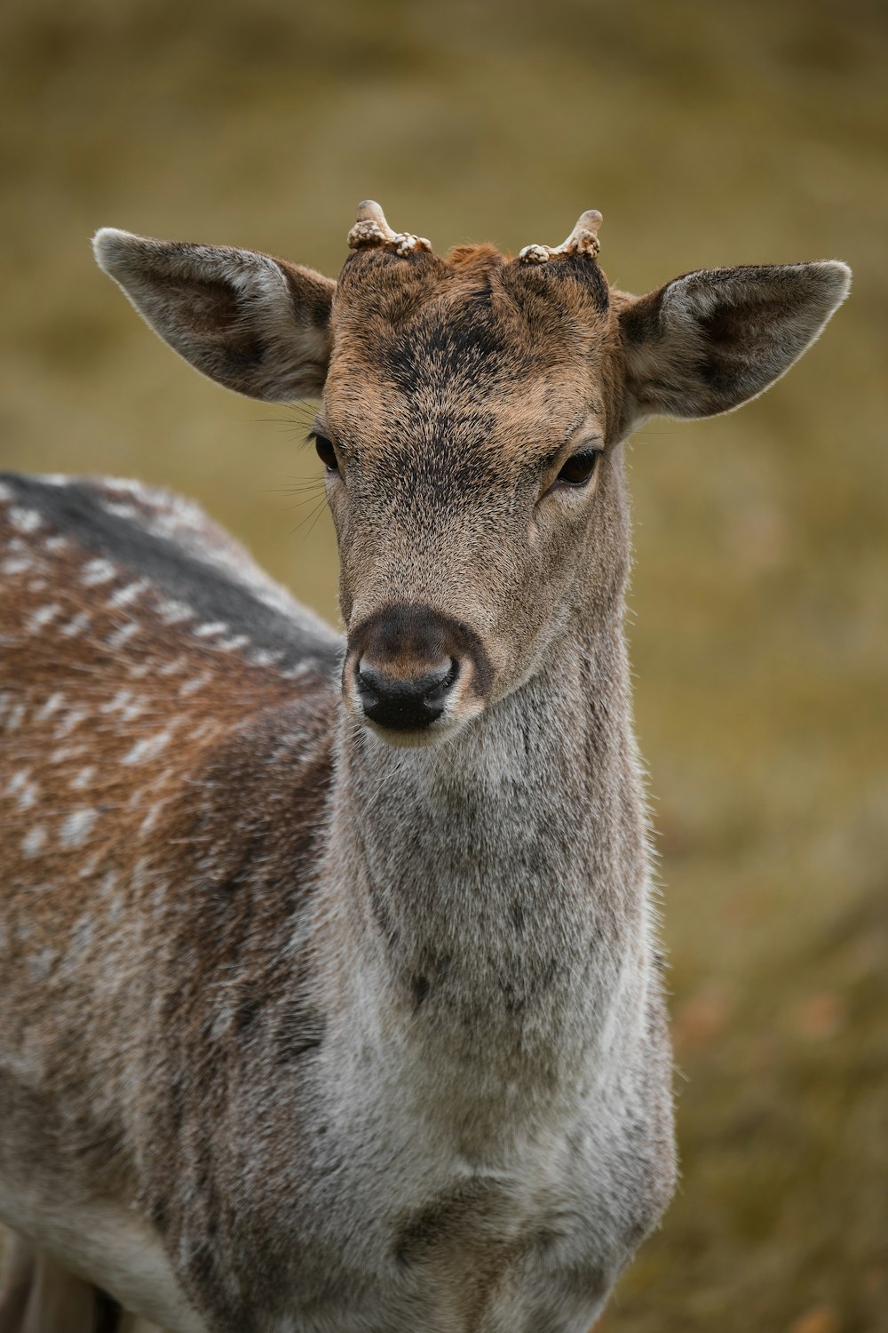 a close up of a deer with a blurry background