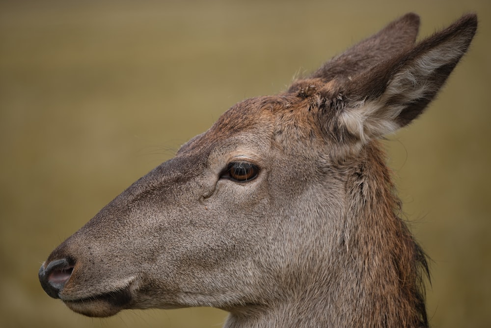 a close up of a deer's head with a blurry background