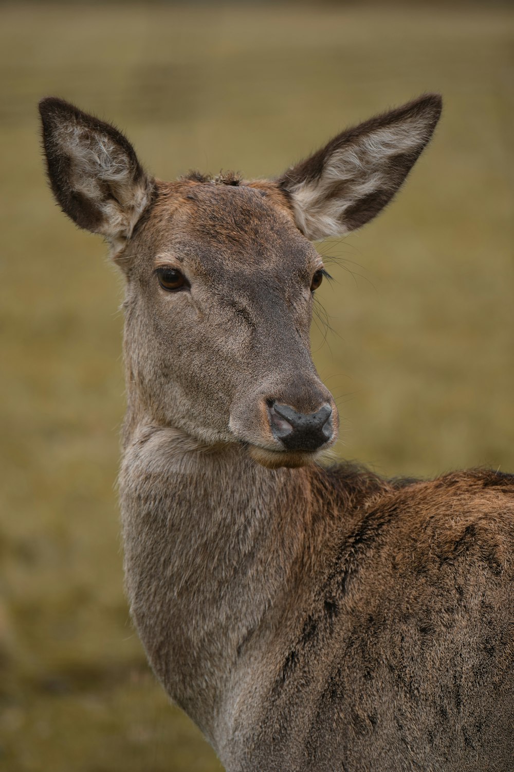 a close up of a deer with a blurry background